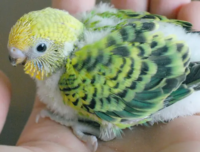 What Do Baby Budgies Look Like? Pictures of Baby Budgies