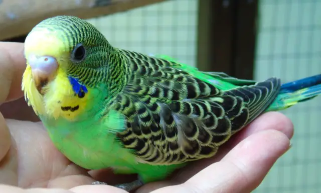 What Do Baby Budgies Look Like? Pictures of Baby Budgies