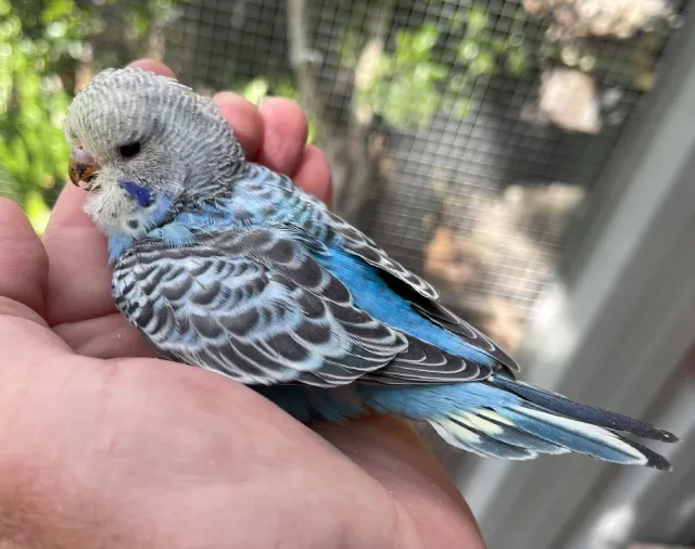 What Do Baby Budgies Look Like? Pictures of Baby Budgies