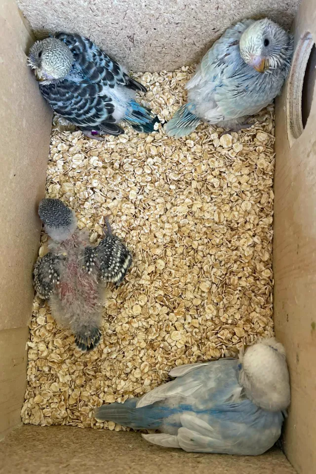 What Do Baby Budgies Look Like? Pictures of Baby Budgies