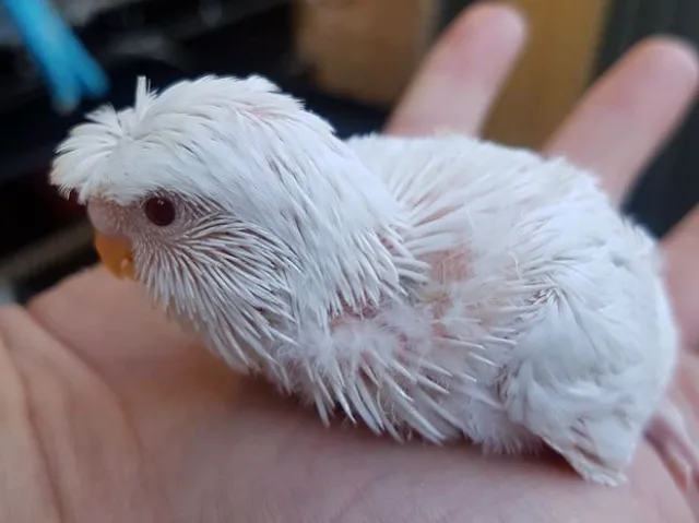 What Do Baby Budgies Look Like? Pictures of Baby Budgies