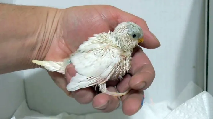 What Do Baby Budgies Look Like? Pictures of Baby Budgies