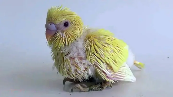 What Do Baby Budgies Look Like? Pictures of Baby Budgies