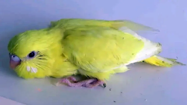 What Do Baby Budgies Look Like? Pictures of Baby Budgies