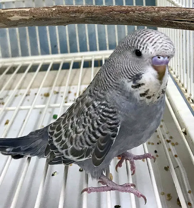 What Do Baby Budgies Look Like? Pictures of Baby Budgies