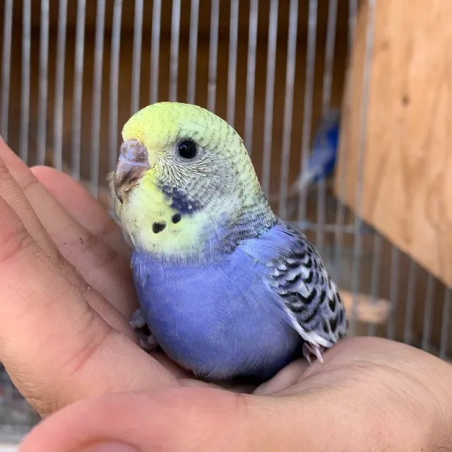 What Do Baby Budgies Look Like? Pictures of Baby Budgies