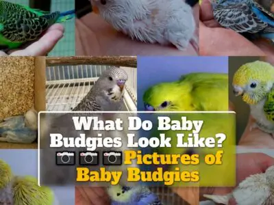 What Do Baby Budgies Look Like? Pictures of Baby Budgies