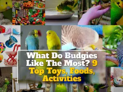 What Do Budgies Like The Most? 9 Top Toys, Foods, Activities