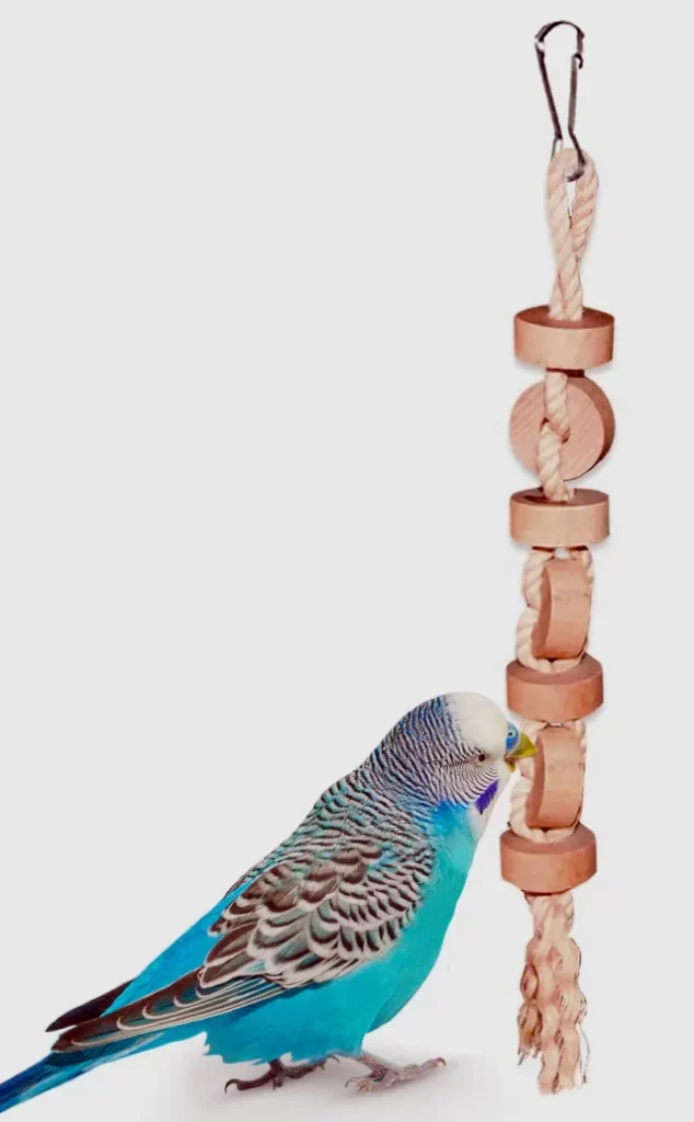 What Do Budgies Like To Play With? All Budgie Toys Explained!