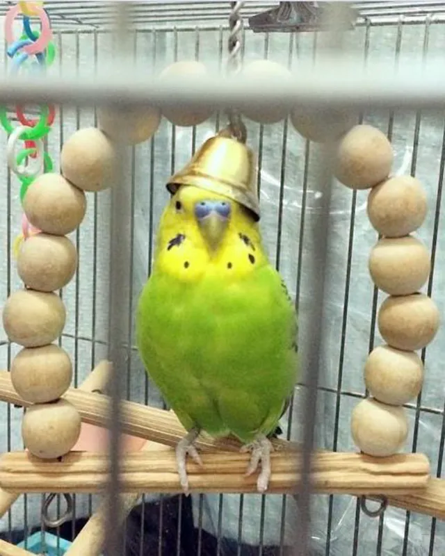 What Do Budgies Like To Play With? All Budgie Toys Explained!