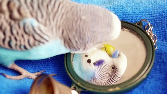 What Do Budgies Like To Play With? All Budgie Toys Explained!