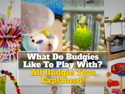 What Do Budgies Like To Play With? All Budgie Toys Explained!