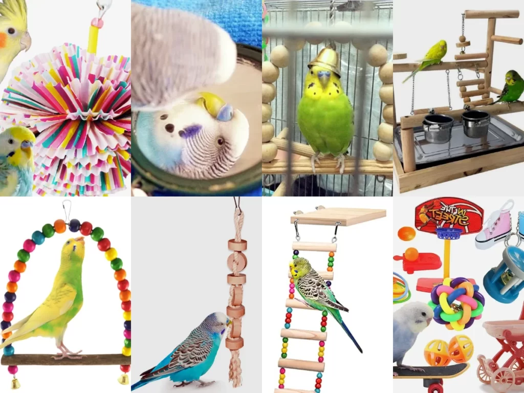 What Do Budgies Like To Play With? All Budgie Toys Explained!