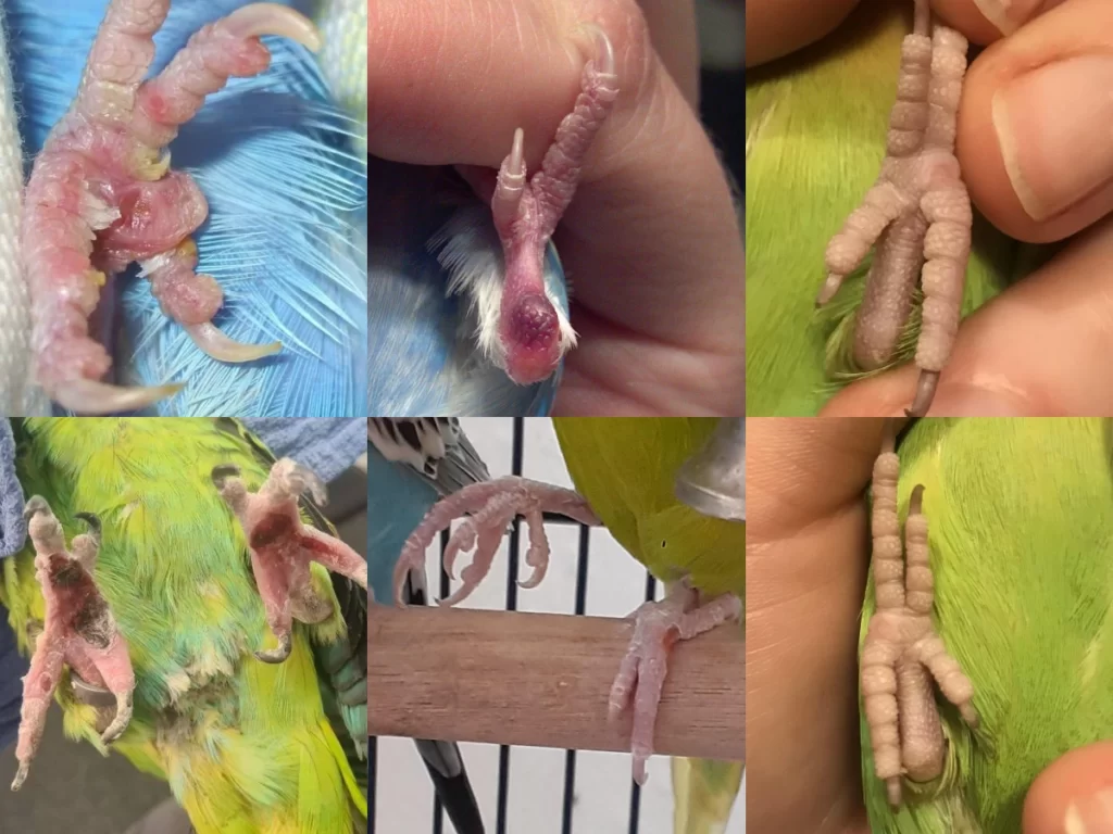 What Is Bumblefoot Budgie? +Photos: What Does Bumblefoot Look Like On A Budgie?