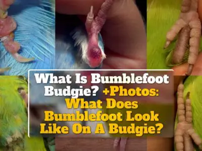 What Is Bumblefoot Budgie? +Photos: What Does Bumblefoot Look Like On A Budgie?