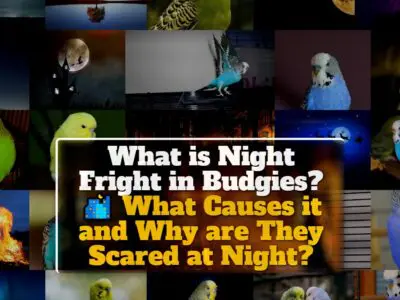 What is Night Fright in Budgies? What Causes it and Why are They Scared at Night?