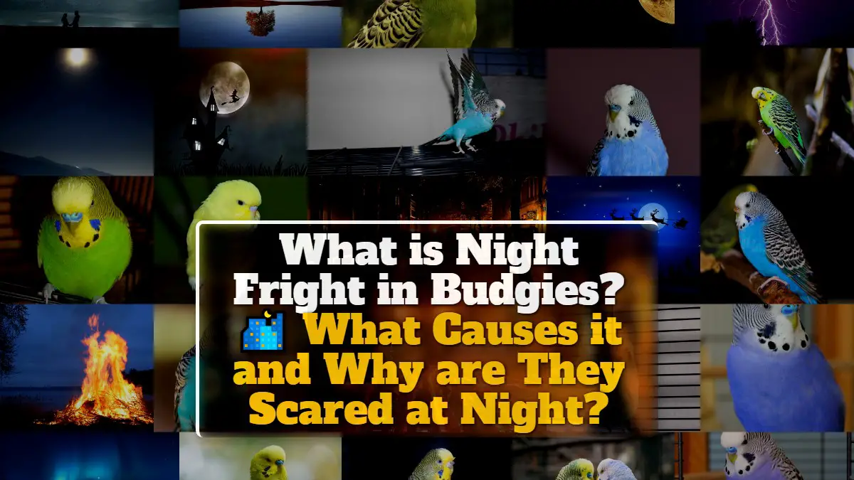 What is Night Fright in Budgies? 9 Causes and Why are They Scared at Night?