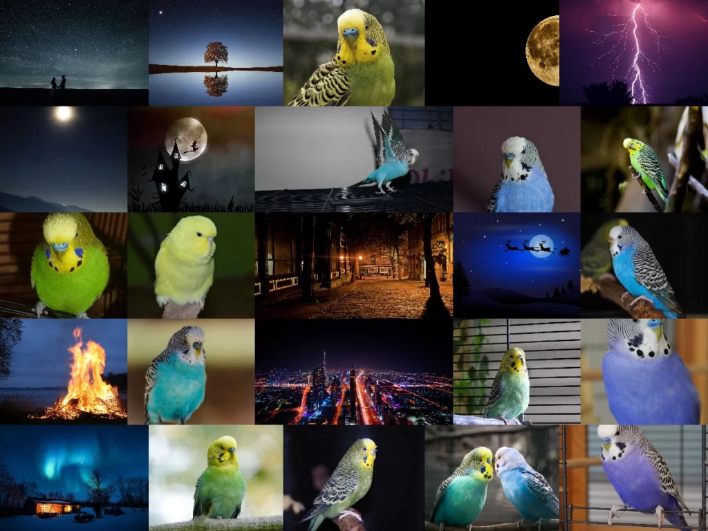 What is Night Fright in Budgies? What Causes it and Why are They Scared at Night?