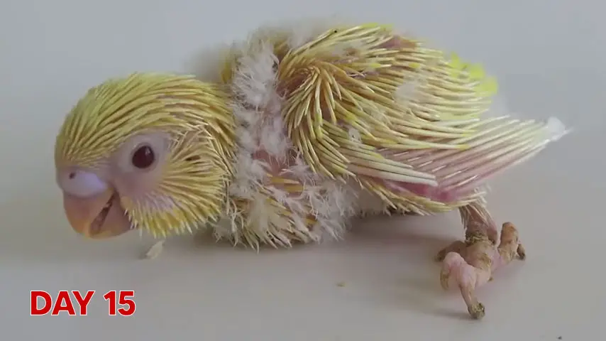 What Is the Life Cycle of a Budgie? All Stages: Egg, Nestling, Juvenile, Adulthood, Old Age