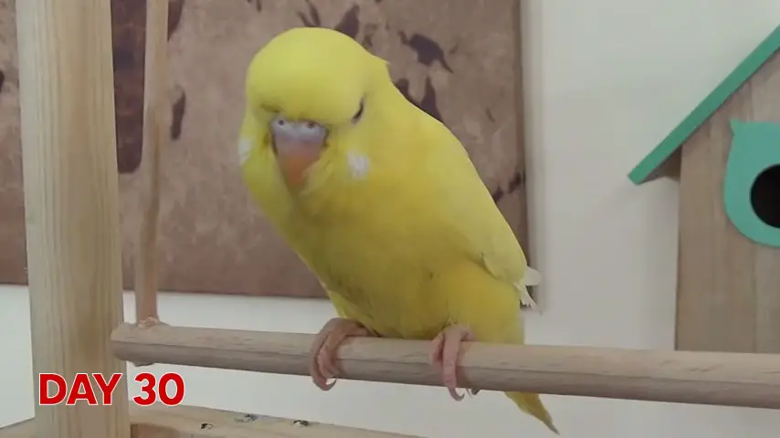 What Is the Life Cycle of a Budgie? All Stages: Egg, Nestling, Juvenile, Adulthood, Old Age