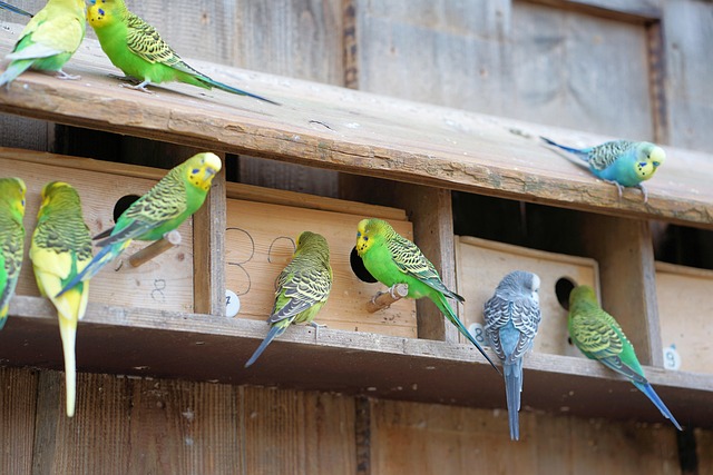 What Is the Life Cycle of a Budgie? All Stages: Egg, Nestling, Juvenile, Adulthood, Old Age