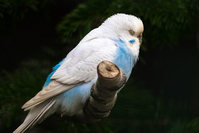 What Is the Life Cycle of a Budgie? All Stages: Egg, Nestling, Juvenile, Adulthood, Old Age