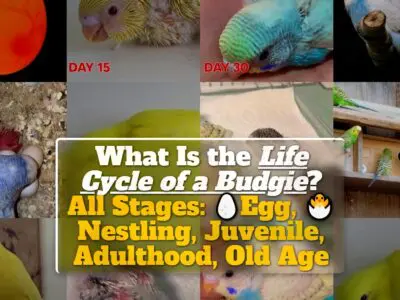 What Is the Life Cycle of a Budgie? All Stages: Egg, Nestling, Juvenile, Adulthood, Old Age