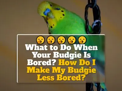 What to Do When Your Budgie Is Bored? How Do I Make My Budgie Less Bored?