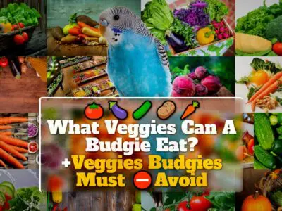 What Veggies Can A Budgie Eat? +Veggies Budgies Must Avoid