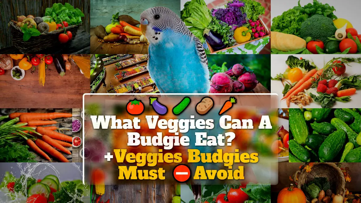 What Veggies Can A Budgie Eat? +Veggies Budgies Must Avoid