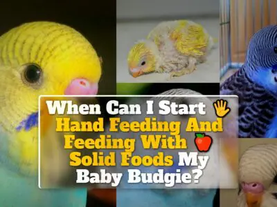 When Can I Start Hand Feeding And Feeding With Solid Foods My Baby Budgie?