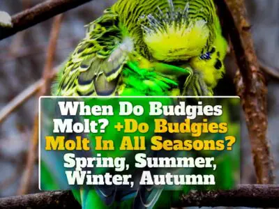 When Do Budgies Molt? +Do Budgies Molt In All Seasons? Spring, Summer, Winter, Autumn