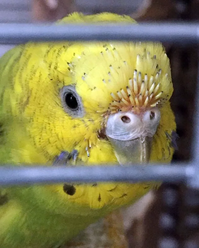 Why Are My Budgies Feathers Falling Out? 10 Reasons