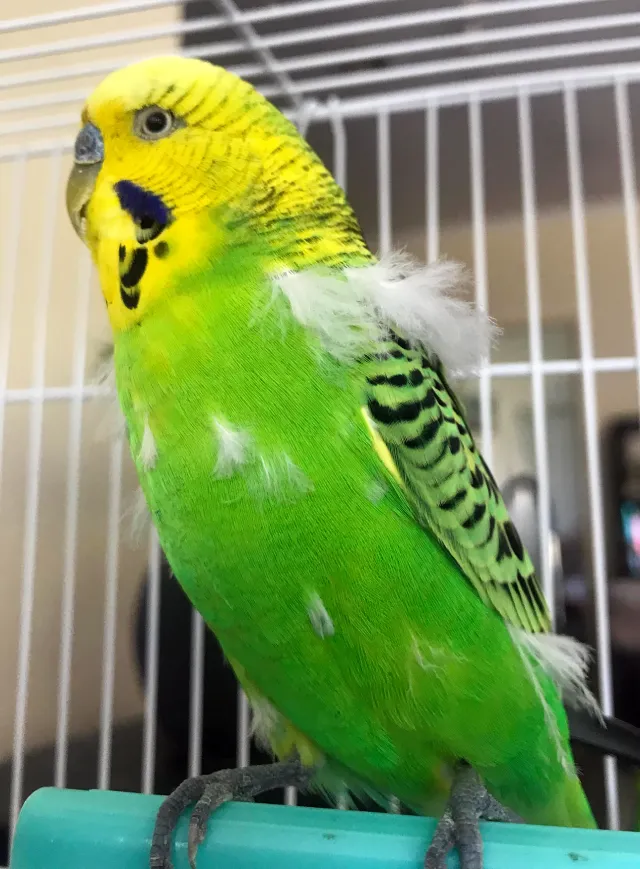 Why Are My Budgies Feathers Falling Out? 10 Reasons