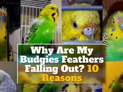 Why Are My Budgies Feathers Falling Out? 10 Reasons