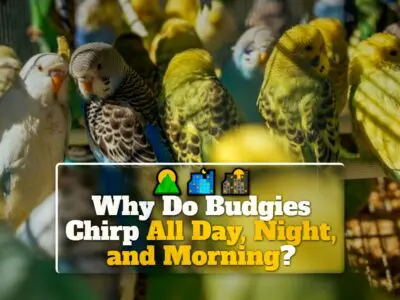 Why Do Budgies Chirp All Day, Night, and Morning?