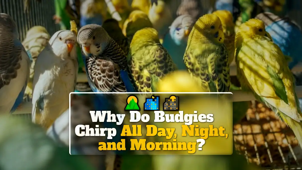 Why Do Budgies Chirp All Day, Night, and Morning?