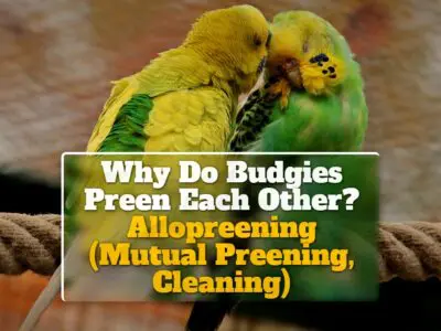 Why Do Budgies Preen Each Other? Allopreening (Mutual Preening, Cleaning)