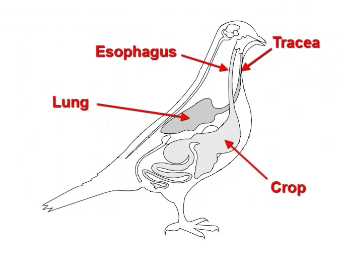 Why Does My Budgie Choking? +Causes, Signs, Gagging, Vomiting, Regurgitating, Hand-Fed Baby Budgies