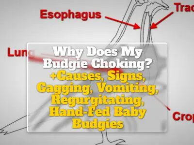 Why Does My Budgie Choking? +Causes, Signs, Gagging, Vomiting, Regurgitating, Hand-Fed Baby Budgies