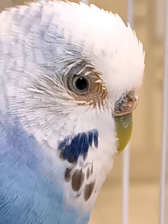 Why Does My Budgie Have Bald Spots? All Possible Causes