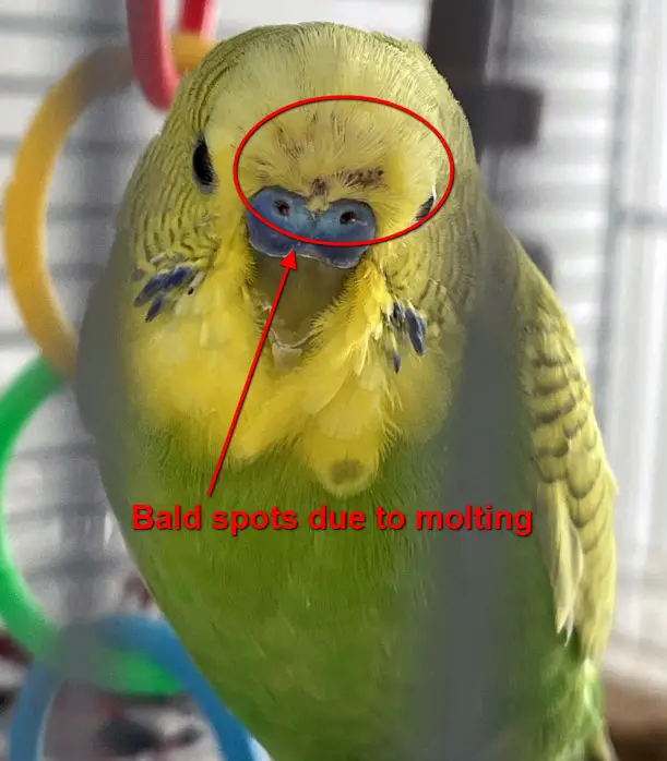 Why Does My Budgie Have Bald Spots? All Possible Causes