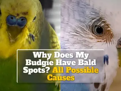 Why Does My Budgie Have Bald Spots? All Possible Causes