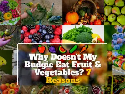 Why Doesn’t My Budgie Eat Fruit & Vegetables? 7 Reasons