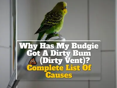 Why Has My Budgie Got A Dirty Bum (Dirty Vent)? Complete List Of Causes