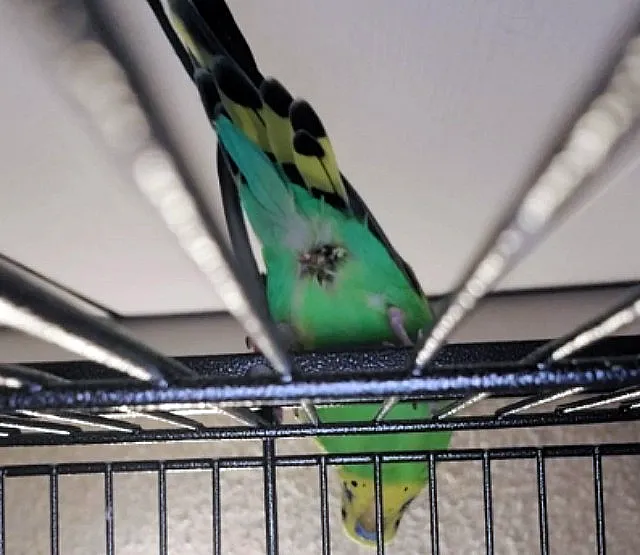 Why Has My Budgie Got A Dirty Bum (Dirty Vent)? Complete List Of Causes