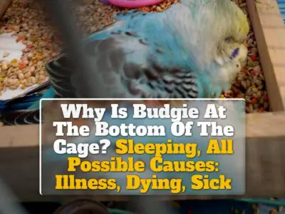 Why Is Budgie At The Bottom Of The Cage? Sleeping, All Possible Causes: Illness, Dying, Sick