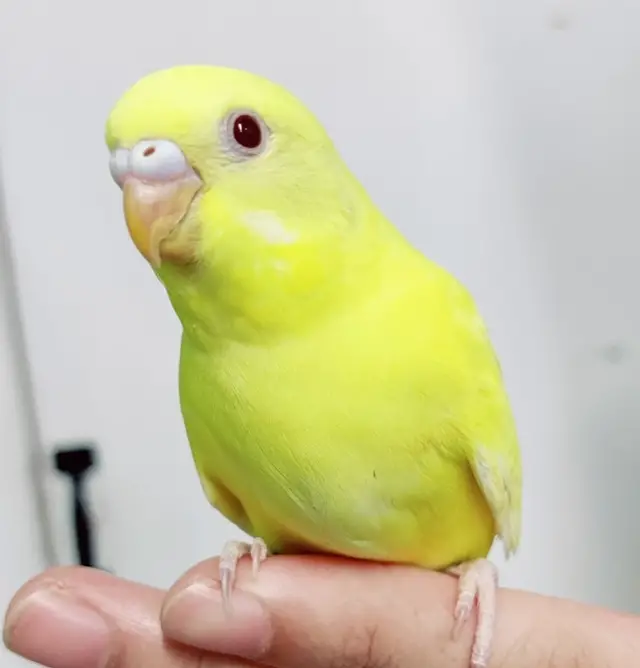 Why Is My Budgie All Yellow Or All White? All Possibilities! Lutino, Albino, Dark-Eyed Clear, Df Spangle