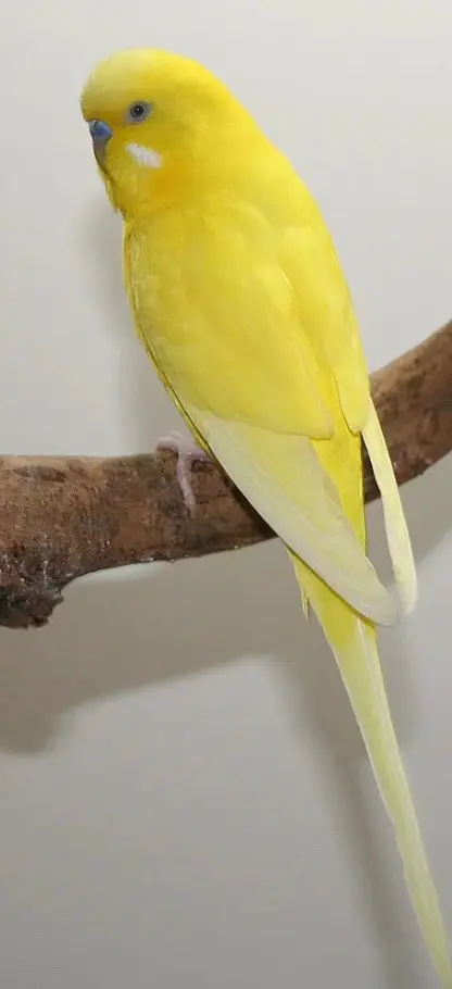 Why Is My Budgie All Yellow Or All White? All Possibilities! Lutino, Albino, Dark-Eyed Clear, Df Spangle