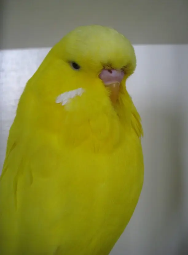 Why Is My Budgie All Yellow Or All White? All Possibilities! Lutino, Albino, Dark-Eyed Clear, Df Spangle